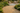 Gold/Yellow Travertine Flat-Pebble Mosaic garden pathway